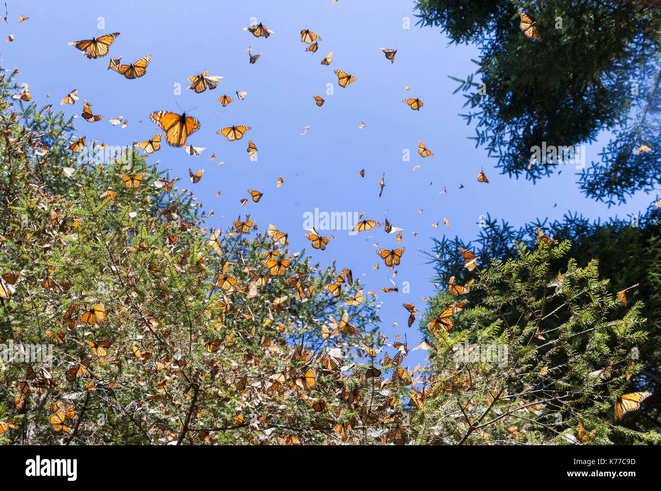 Mexiko, Bundesstaat Michoacán, Angangueo, Monarch Butterfly Biosphärenreservat El Rosario, monarchfalter (danaus Plexippus), in der Winterzeit von November bis März in den oyamel Wäldern (Abies Religiosa) Stockfoto