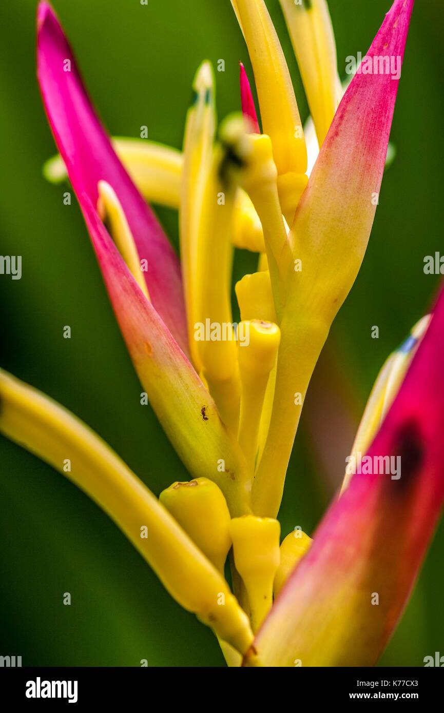 Vereinigtes Königreich, Montserrat, englischsprachigen Karibik, Olveston, close-up der Blumen von Bird Of Paradise (Heliconia) am Montserrat National Trust, der botanische Garten Stockfoto