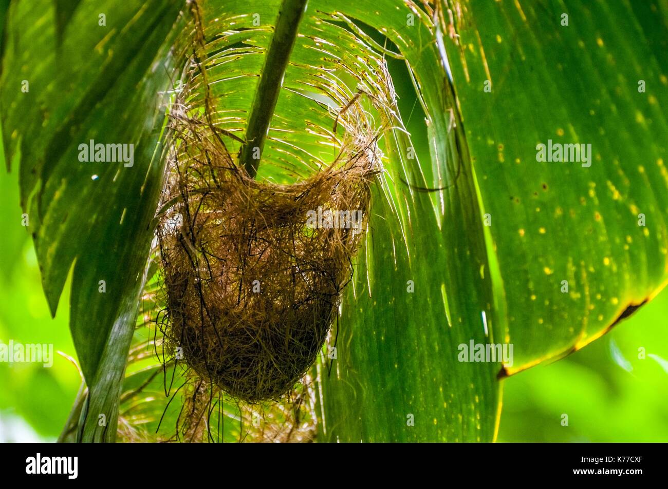 Vereinigtes Königreich, Montserrat, englischsprachigen karibischen, Waldland, Oriole Trail, Nest der Montserrat Oriole (Icterus Oberi), endemisch, unter einem Bananenblatt gewebt Stockfoto