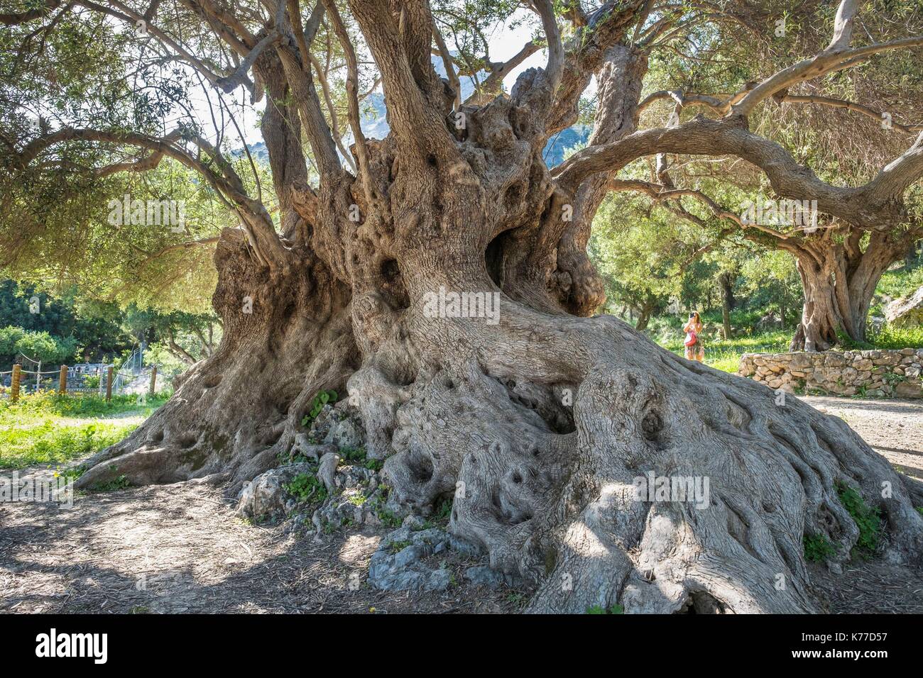 Griechenland, Kreta, Lassithi, Kavoussi, monumentale Olivenbaum des  Kavoussi, die lteste in Kreta, 3250 Jahre alt Stockfotografie - Alamy
