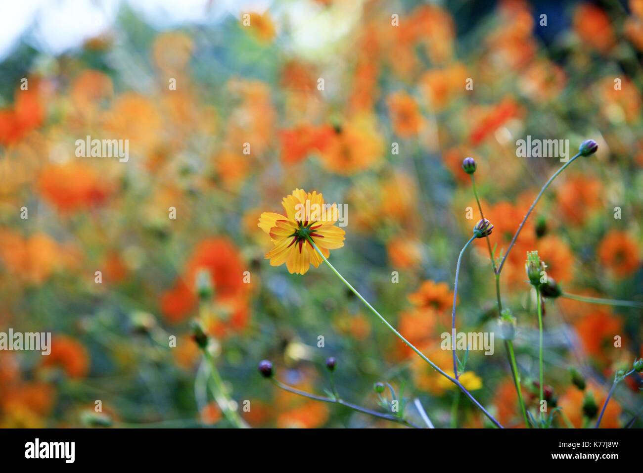 Frankreich, Vaucluse, Saignon, Gemüsegarten eines neugierigen, ökologischen Garten von Jean Luc Danneyrolles, sorgen der Gärten Stockfoto