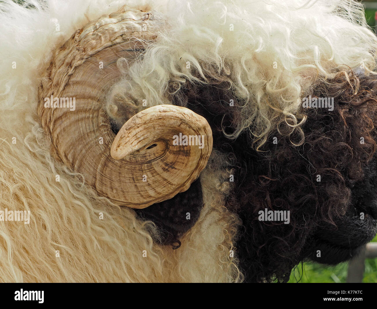 Detail der dicken Fleece und Curly Horn von Schwarz-gerochene Wallis Schafe verdecken Gesicht an lokalen zeigen in Cumbria, England, Großbritannien Stockfoto