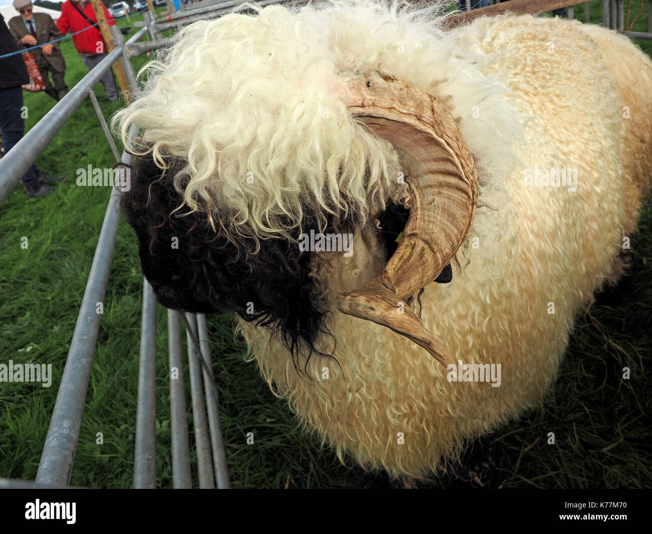 Detail der dicken Fleece und Curly Horn von Schwarz-gerochene Wallis Schafe verdecken Gesicht an lokalen zeigen in Cumbria, England, Großbritannien Stockfoto