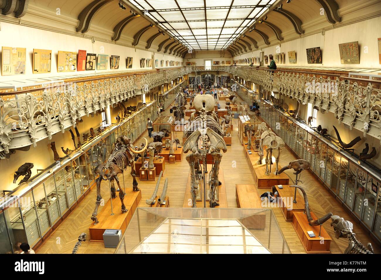 Frankreich, Paris, Jardin des Plantes, National Museum of Natural History, Galerien der Paläontologie und Vergleichende Anatomie Stockfoto