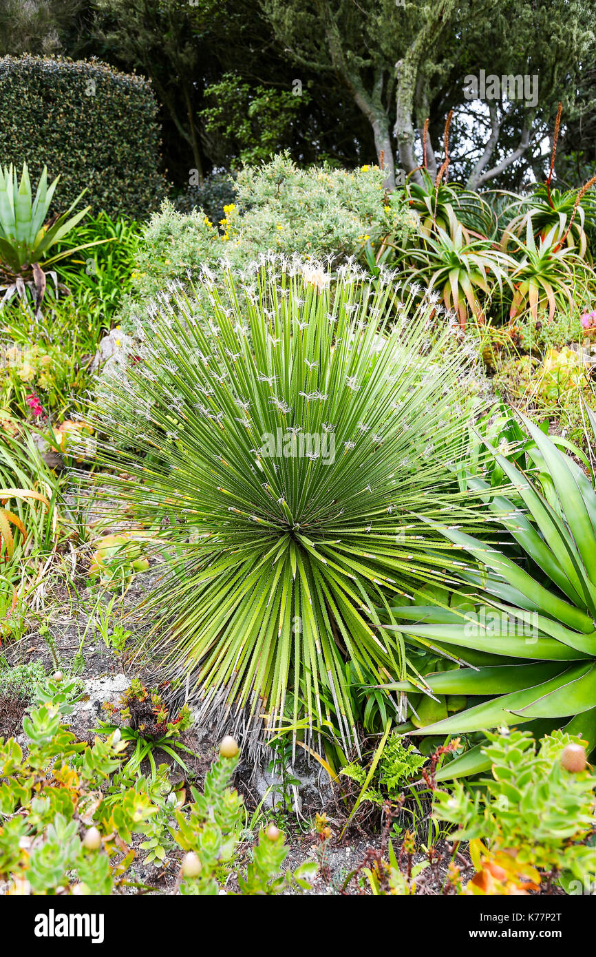 Dasylirion acrotrichum in Tresco Abbey Gardens, Isles of Scilly, England, Großbritannien Stockfoto Dasylirion acrotrichum in Tresco Abbey Gardens, Isles of Scilly, England, Großbritannien Stockfoto