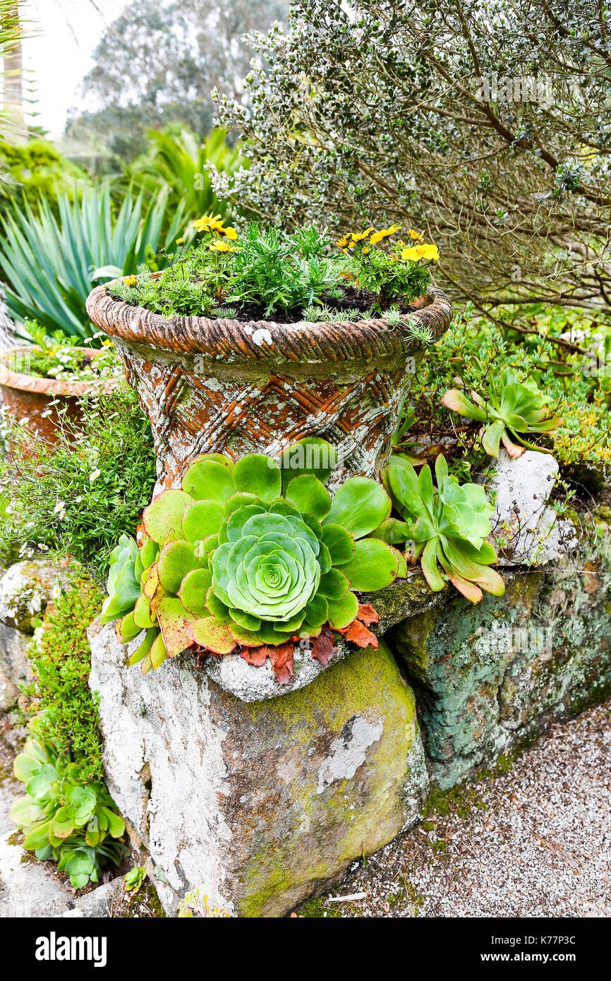 Tresco Abbey Gardens, Isles of Scilly, England, Großbritannien Stockfoto Tresco Abbey Gardens, Isles of Scilly, England, Großbritannien Stockfoto