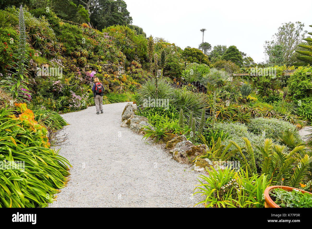 Tresco Abbey Gardens, Isles of Scilly, England, Großbritannien Stockfoto Tresco Abbey Gardens, Isles of Scilly, England, Großbritannien Stockfoto