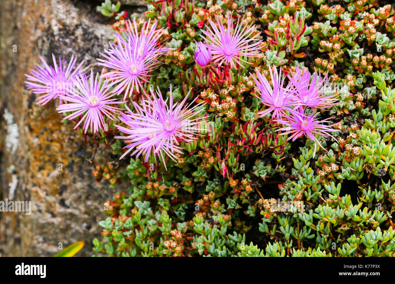 Die rosa Blüten von Lampranthus aurantiacus in Tresco Abbey Gardens, Isles of Scilly, England, Großbritannien Stockfoto Die rosa Blüten von Lampranthus aurantiacus in Tresco Abbey Gardens, Isles of Scilly, England, Großbritannien Stockfoto