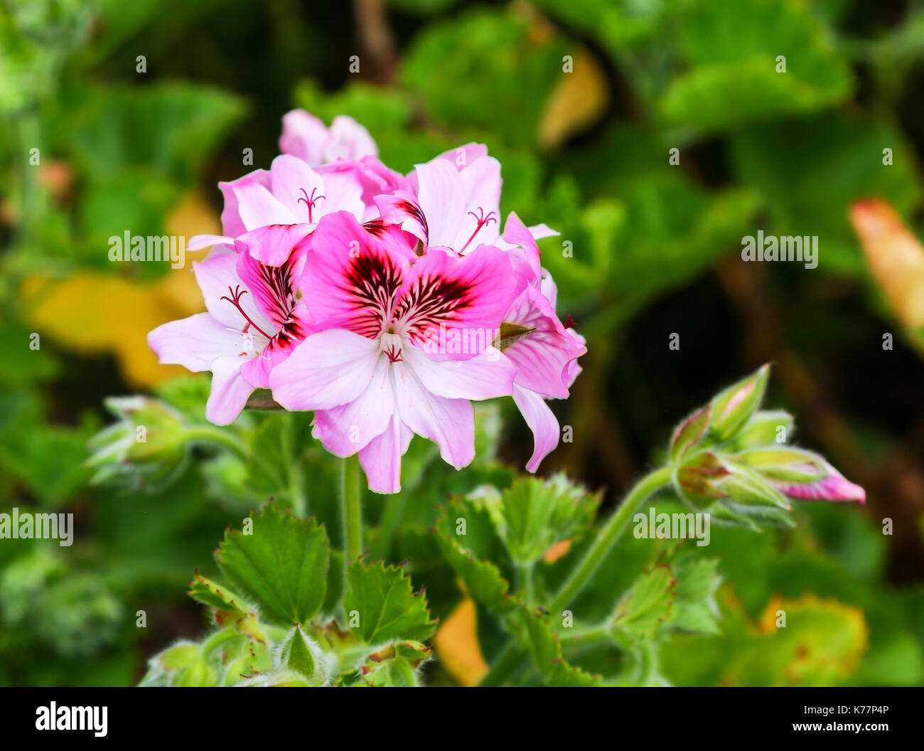Tresco Abbey Gardens, Isles of Scilly, England, Großbritannien Stockfoto Tresco Abbey Gardens, Isles of Scilly, England, Großbritannien Stockfoto