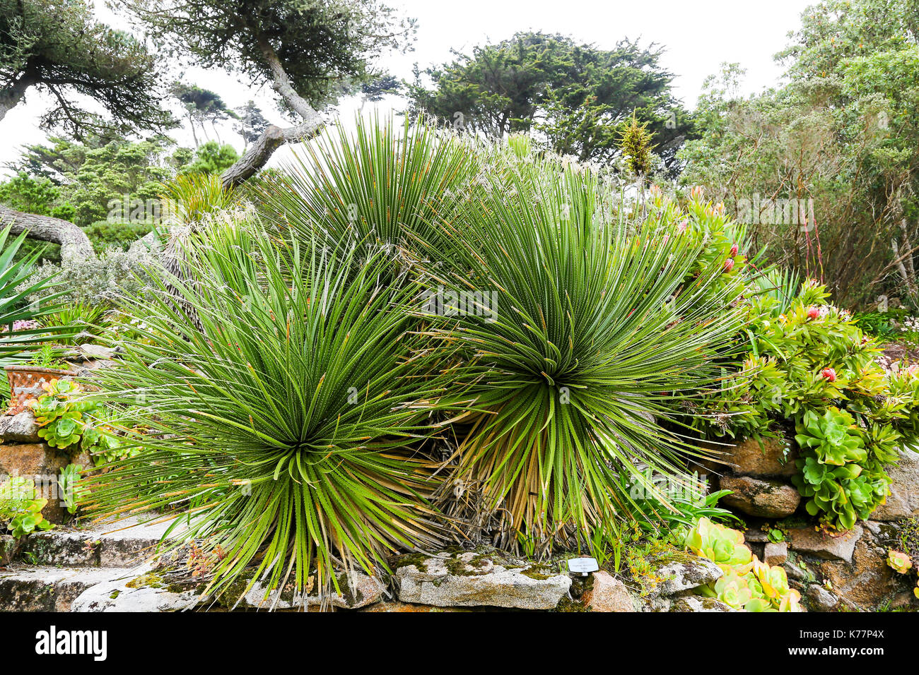 Dasylirion acrotrichum in Tresco Abbey Gardens, Isles of Scilly, England, Großbritannien Stockfoto Dasylirion acrotrichum in Tresco Abbey Gardens, Isles of Scilly, England, Großbritannien Stockfoto