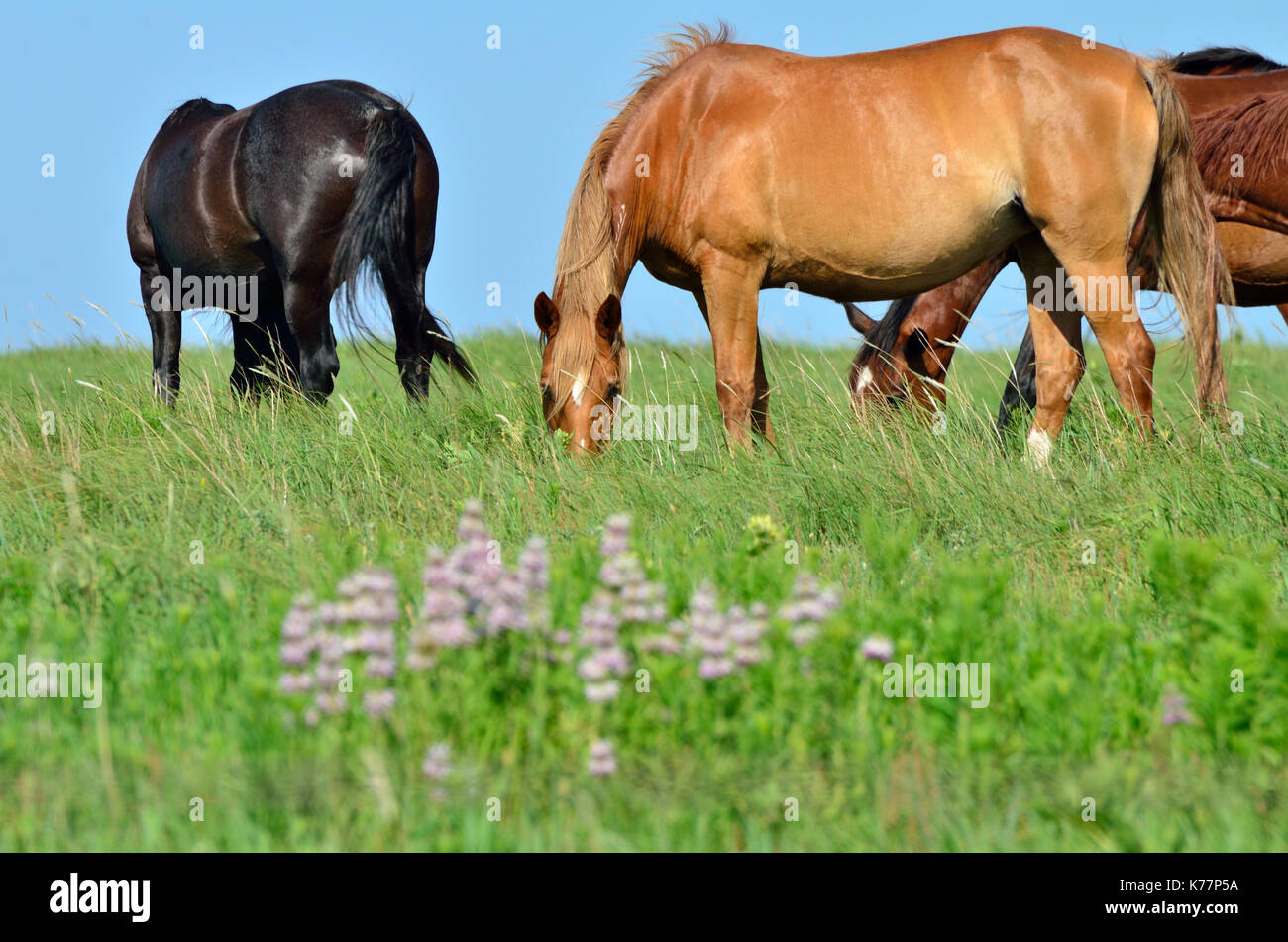 Wilden Mustangs grasen auf einer Weide in Oklahoma Tallgrass Prairie. Stockfoto