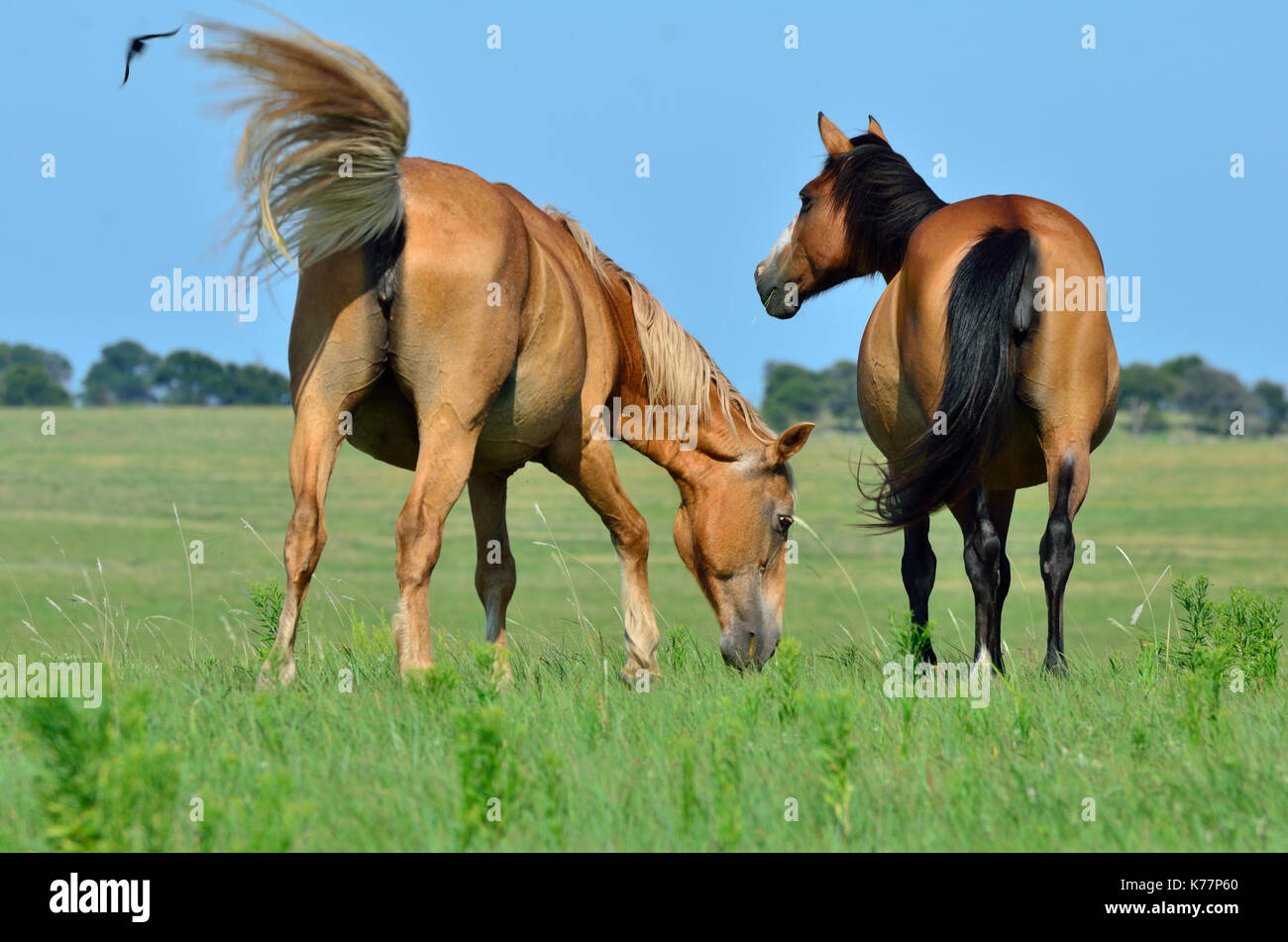 Wilden Mustangs grasen auf einer Weide in Oklahoma Tallgrass Prairie. Stockfoto