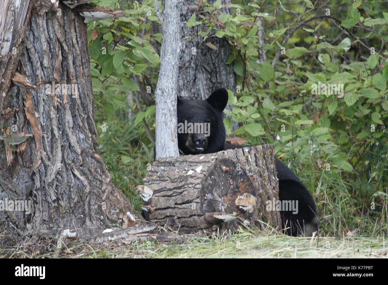 Schwarzer Bär versteckt sich hinter Protokolle Stockfoto