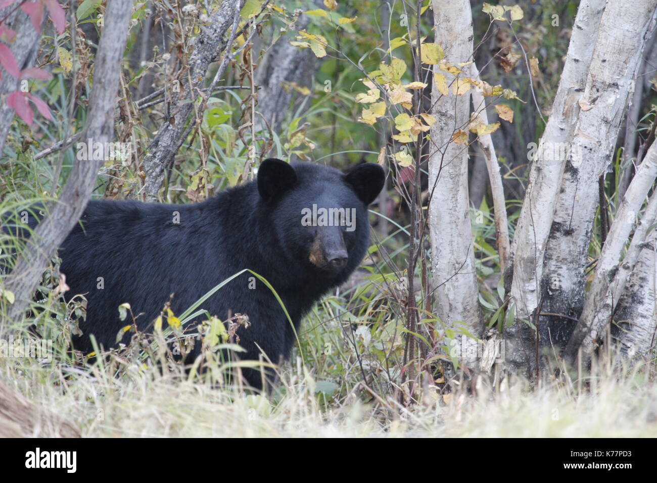 Black Bear von birkenrinde Bäume Stockfoto