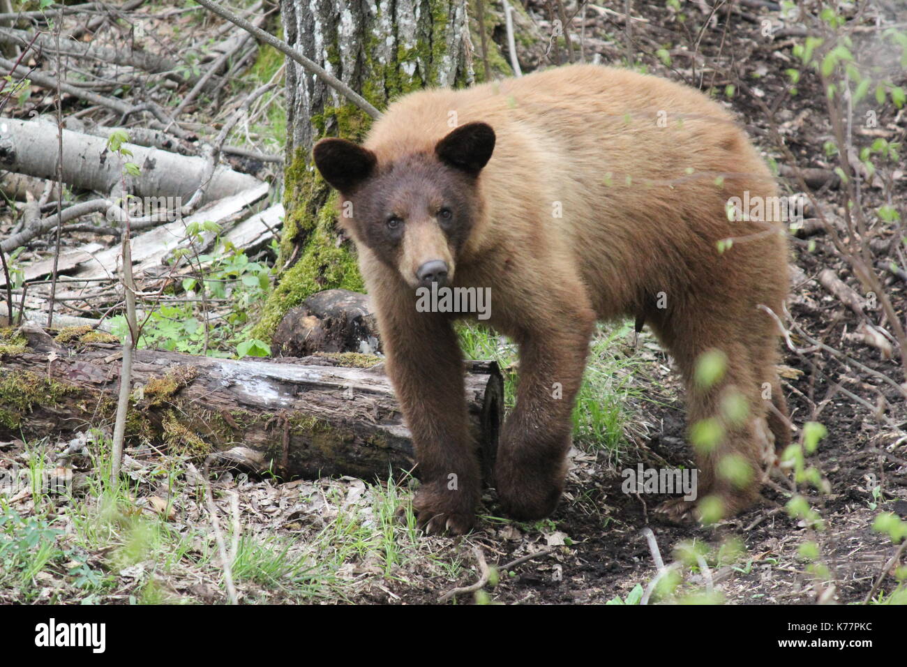 Brauner Bär mit dunklen Gesicht Stockfoto