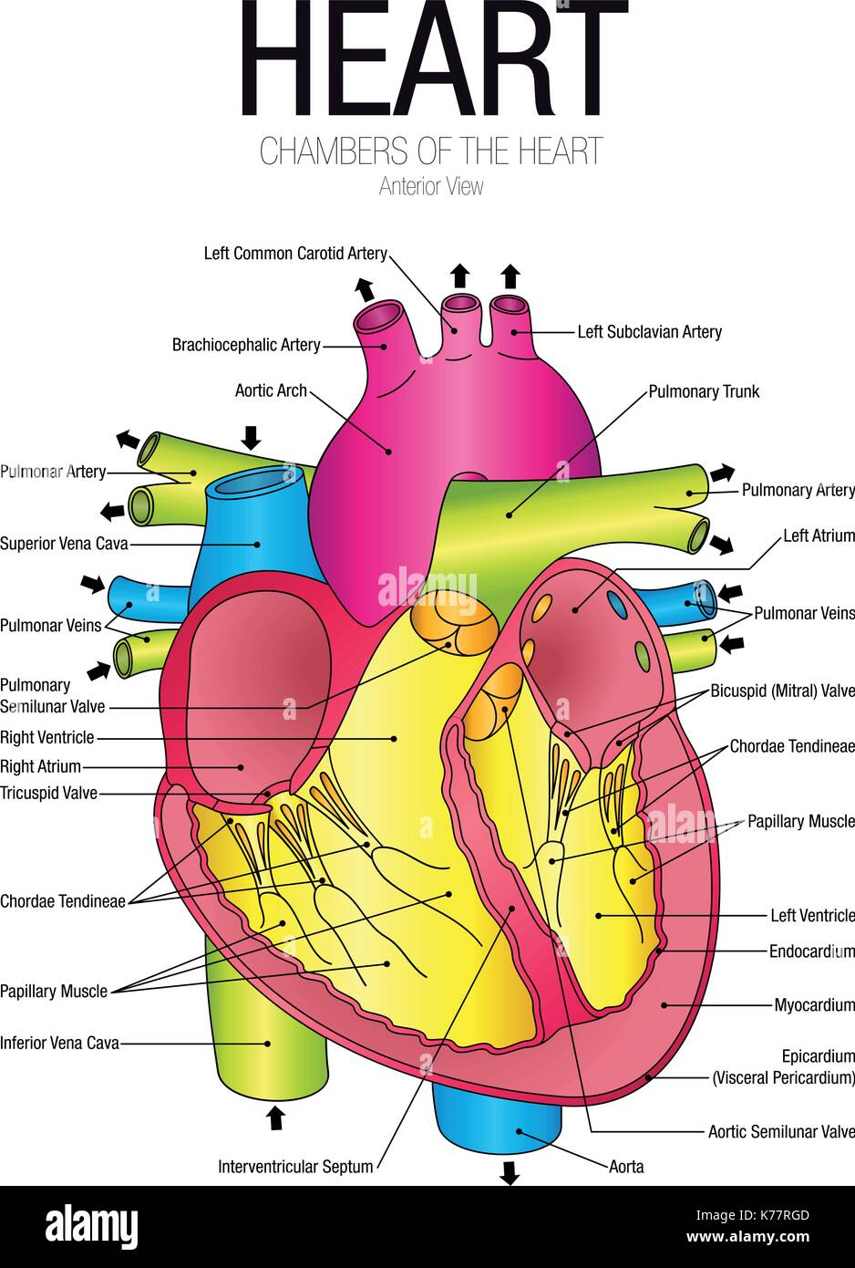 Diagramm der Herzen anteriore Ansicht mit Teilen Name - Vektorbild Stock Vektor