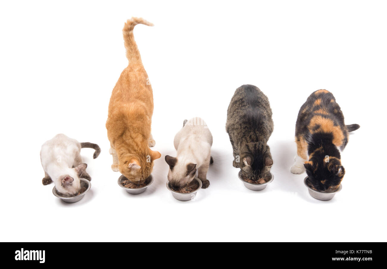 Drei erwachsene Katzen und zwei Kätzchen essen aus Metall Schalen, auf weißem Hintergrund Stockfoto