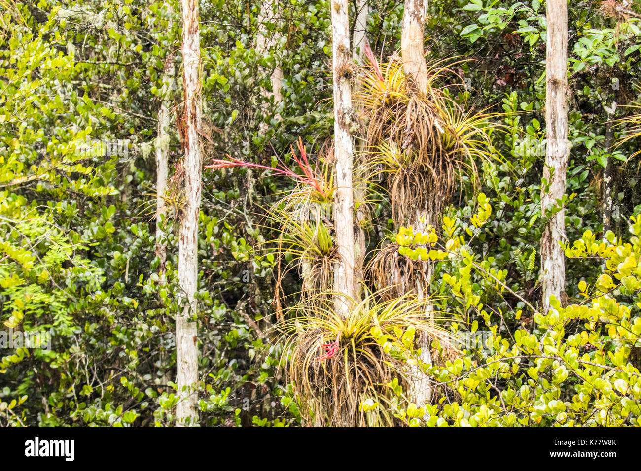 Everglades National Park, Florida Landschaft Big Cypress Milchstraße Sonnenuntergang Cypress Tree Bromelie airplant Stockfoto