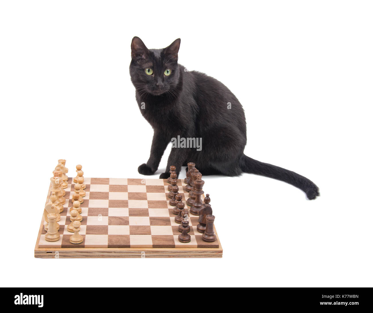 Schwarze Katze sitzt hinter einem Schachbrett, auf Weiß Stockfoto