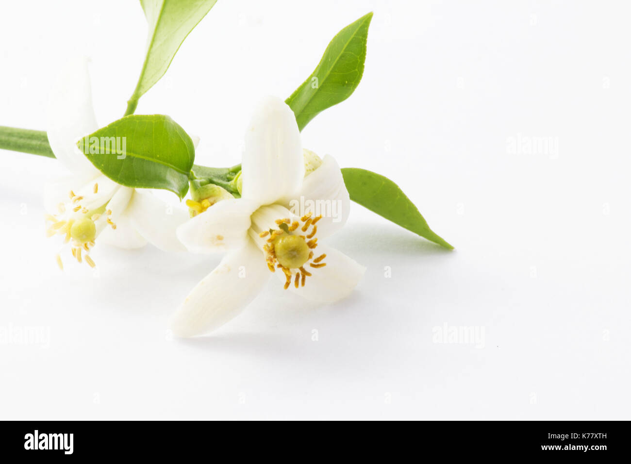 Orangenblüten auf weißem Hintergrund Stockfoto
