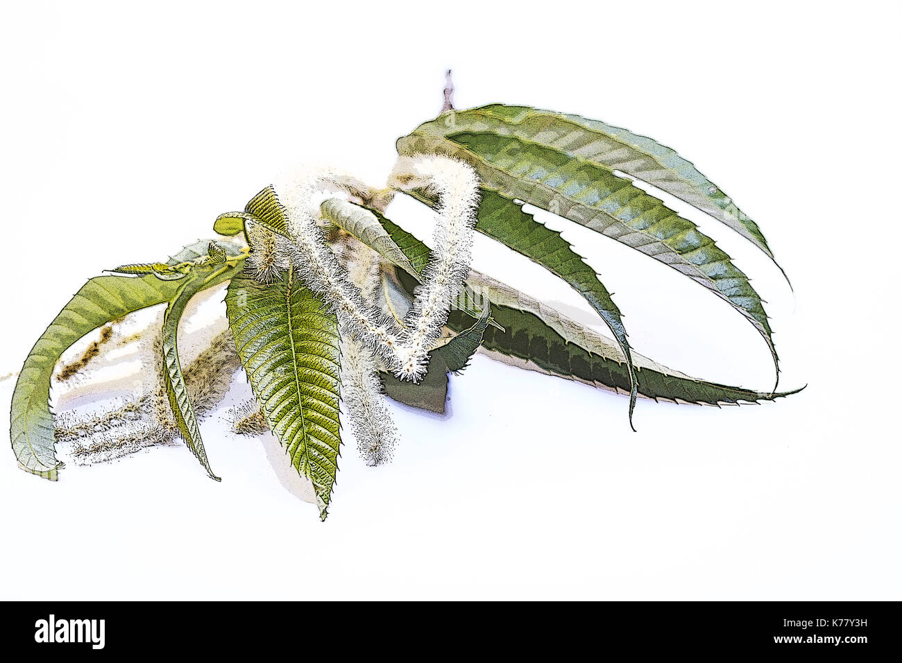 Kastanien blüten auf weißem Hintergrund Stockfoto