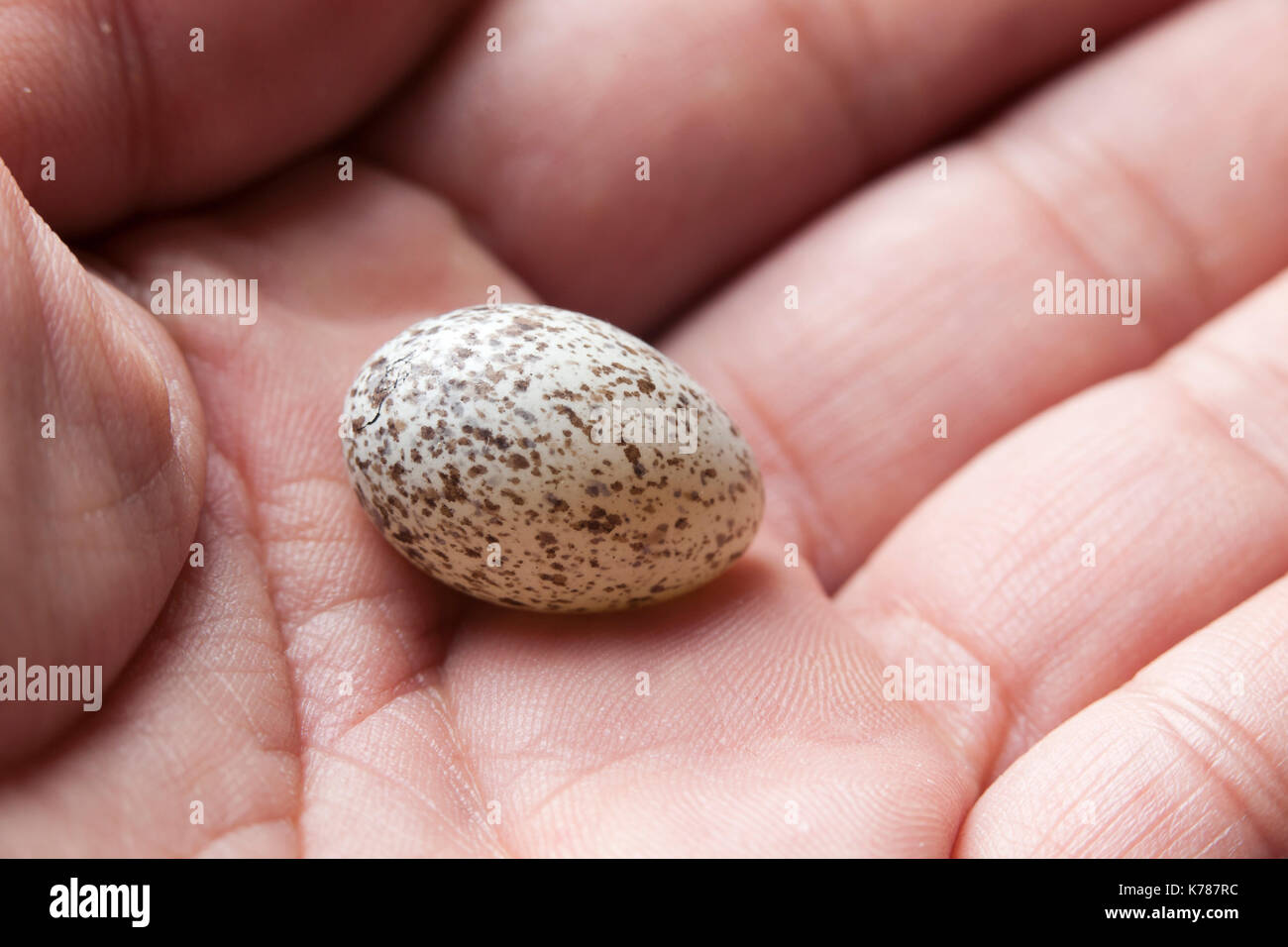 Mann hält Northern cardinal bird Egg (Cardinalis cardinalis) - USA Stockfoto