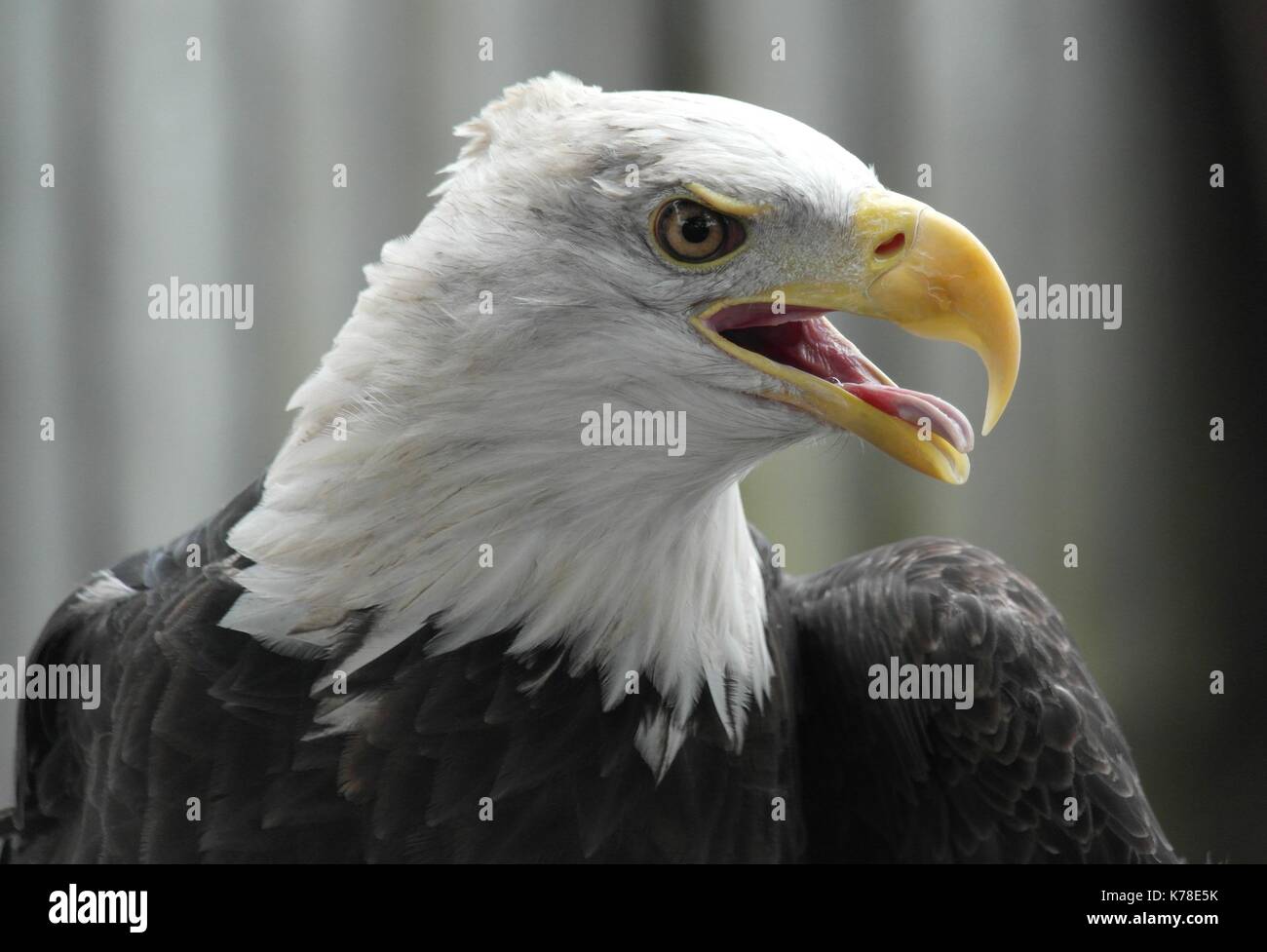 Weißkopfseeadler Profil Nahaufnahme Stockfoto