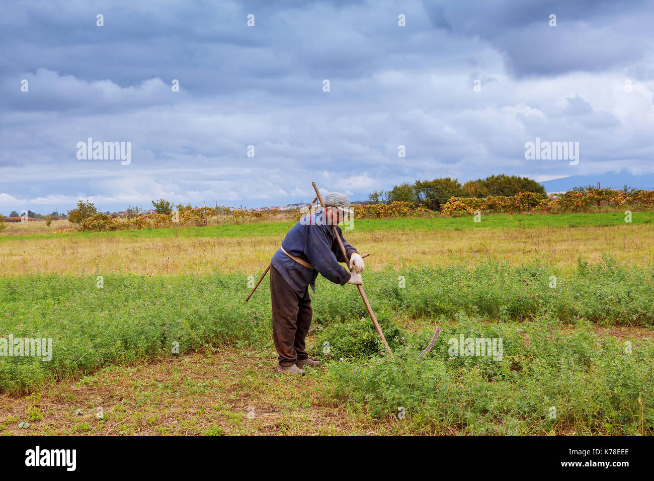 Portrait eines älteren grauhaarigen Mann, der Sense mäht Gras in einer Wiese. Traditionelle mähen das Gras mit der Sense. Stockfoto