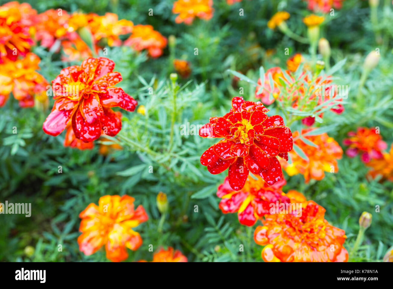 Tagetes Blume Stockfoto