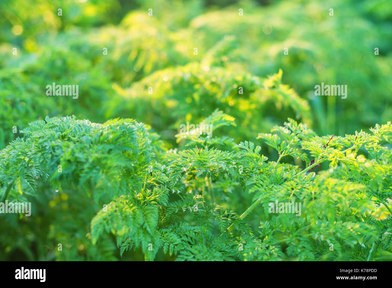 Kuh Petersilie oder Anthriscus sylvestris in warmes Licht Stockfoto