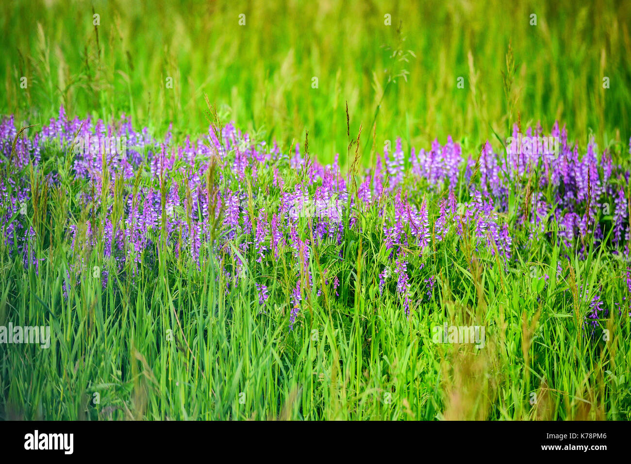 Blühende Vicia tenuifolia im grünen Gras Stockfoto