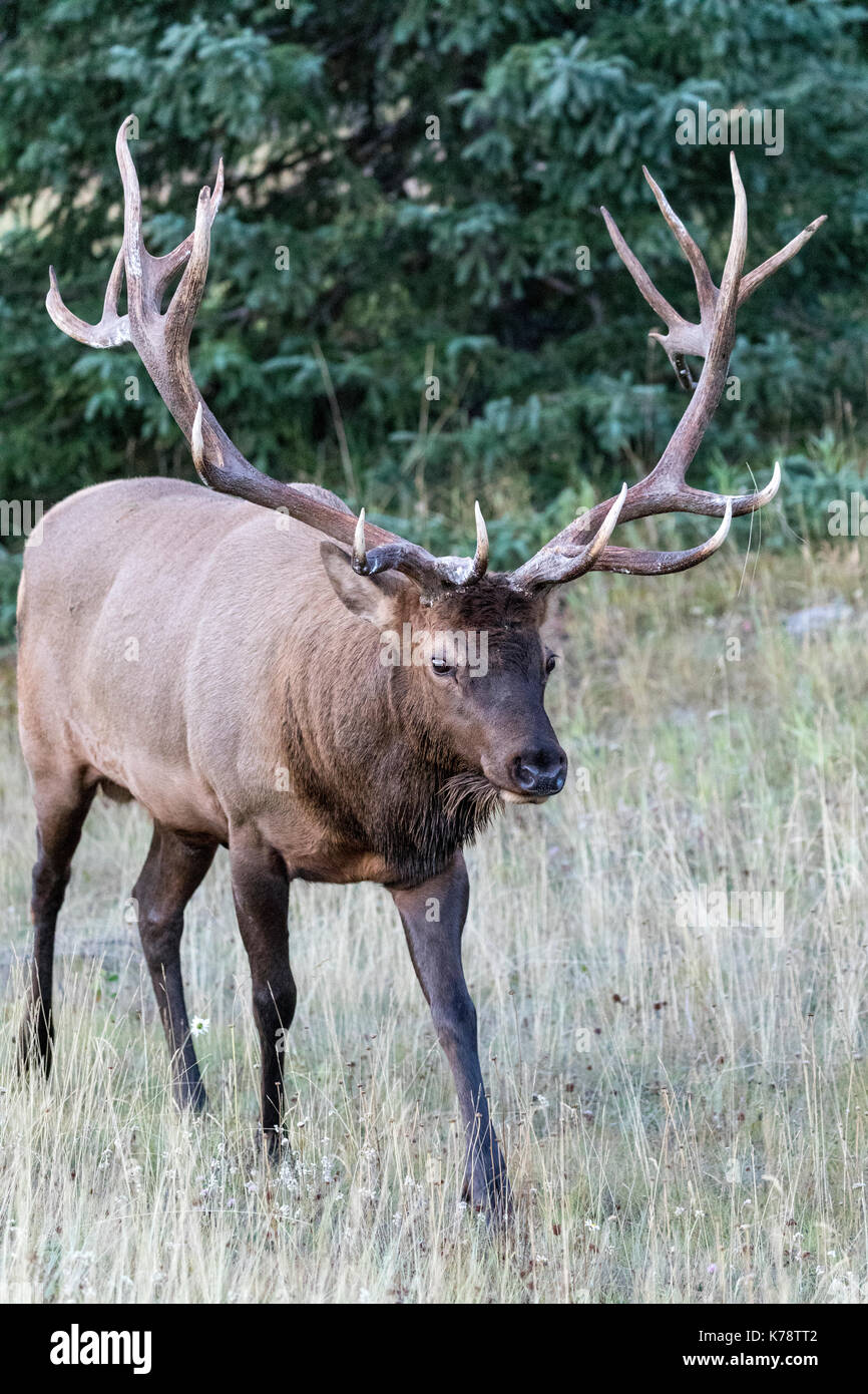 Stier Elch mit 16 Punkt Geweih in der Morgendämmerung, Jasper National Park, Alberta, Kanada Stockfoto