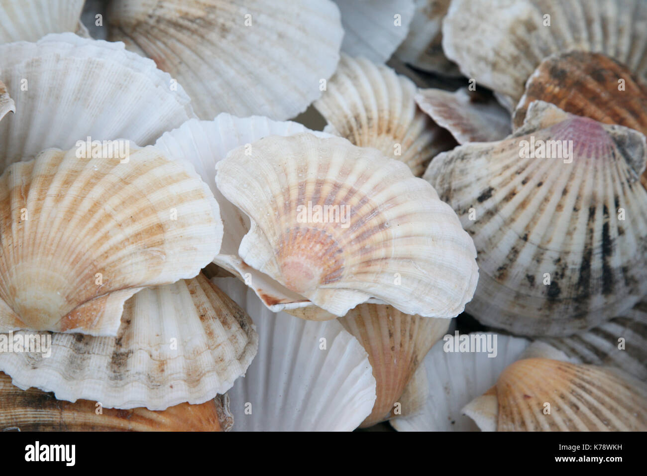 Sammlung von leeren Jakobsmuscheln Stockfoto