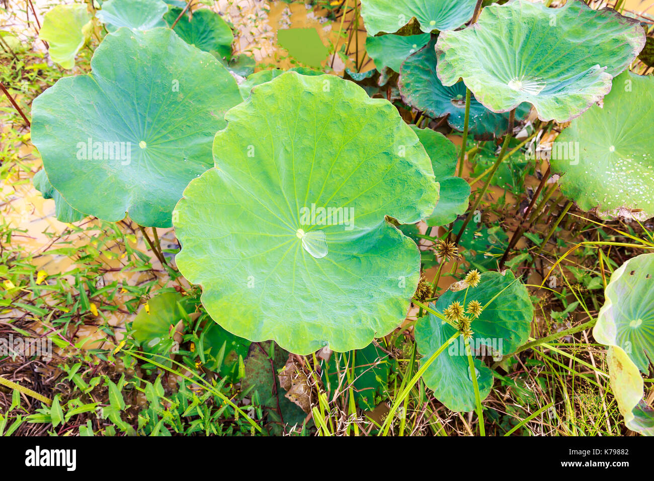 Morgentau Tropfen liegen auf Green Lotus verlässt. Stockfoto