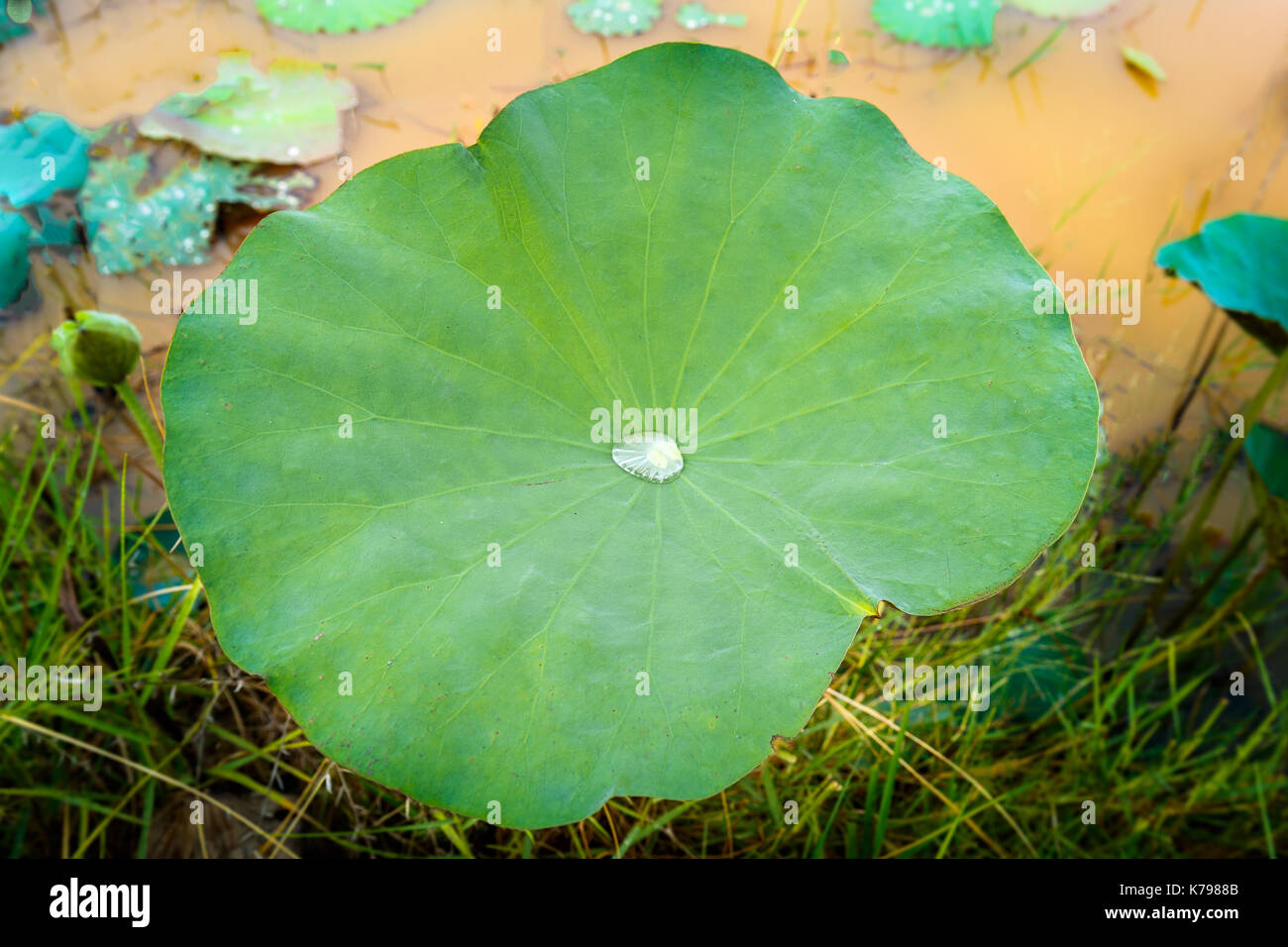 Morgen Tau Tropfen Rollen nach oben und unten auf einem großen grünen Lotus verlassen. Stockfoto