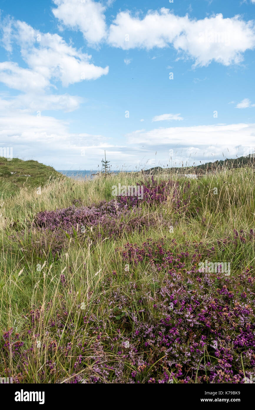 Coastal View mit Flora im Vordergrund zum Meer suchen Stockfoto