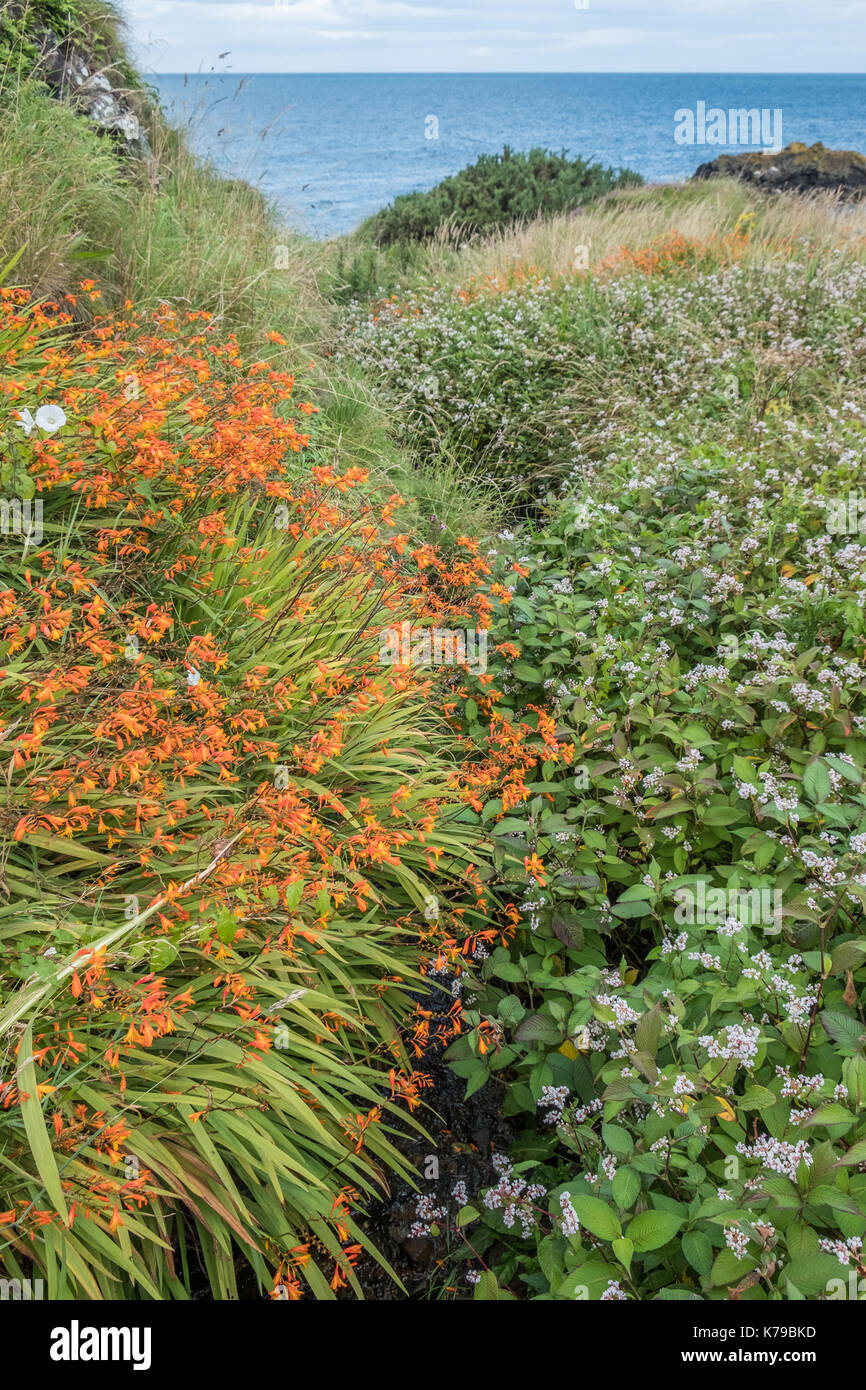 Coastal View mit Flora im Vordergrund zum Meer suchen Stockfoto