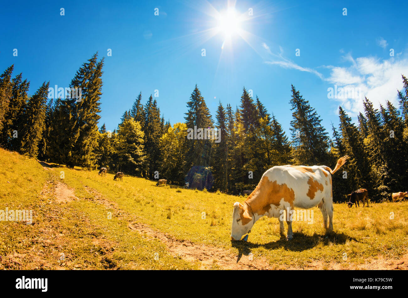 Gefleckte weiße Kuh frisst Gras auf Almwiese mit hohen Tannen iagainst der blaue Himmel mit der Sonne und Wolken in einer bergigen Landschaft. Herbst c Stockfoto