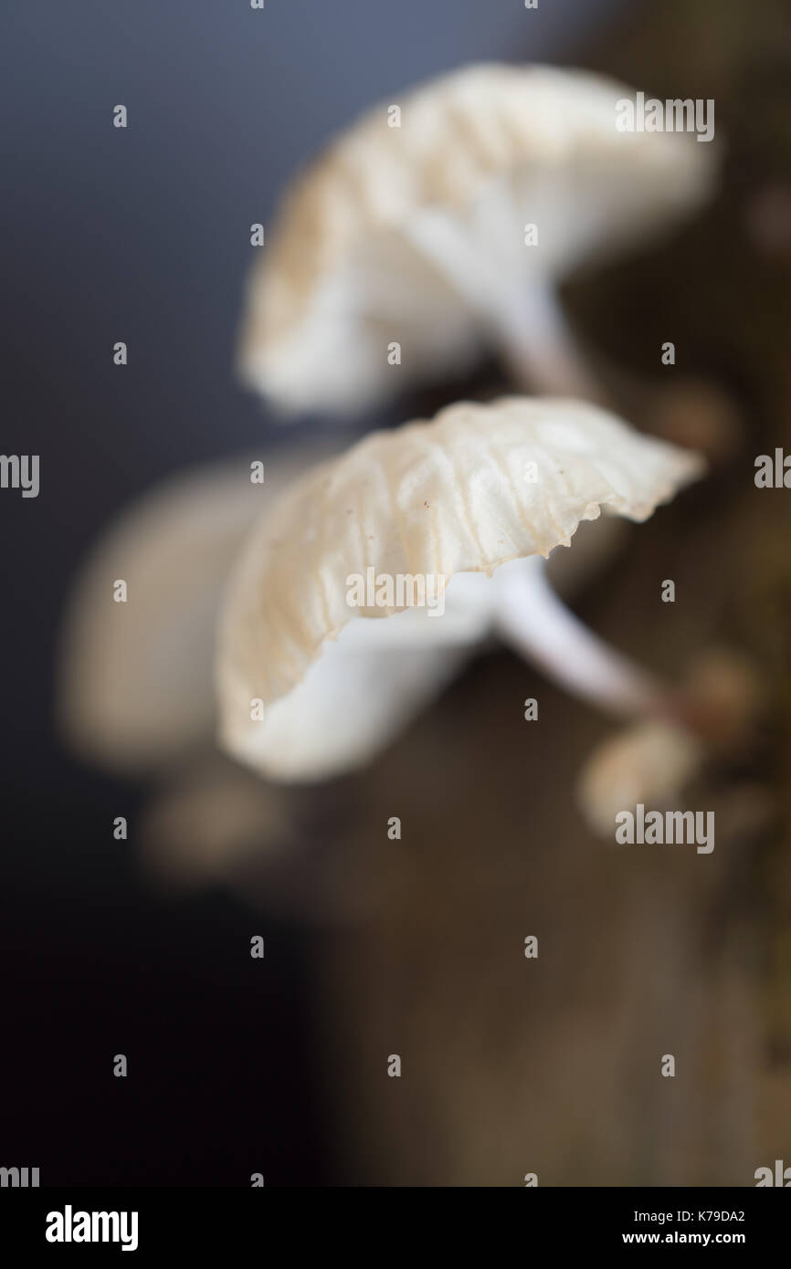 In der Nähe von weißen Pilzzucht auf Bauholz Stockfoto