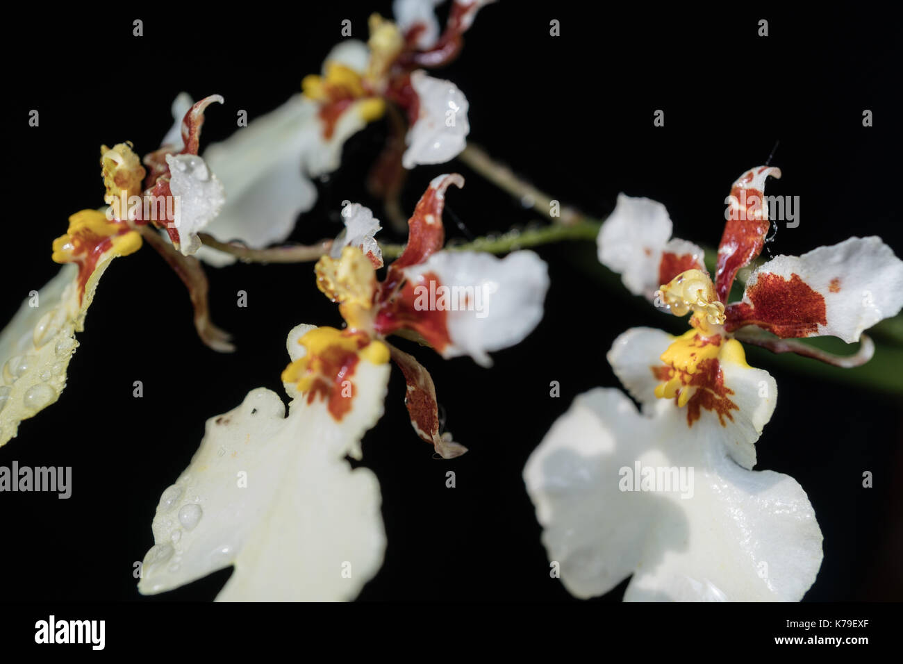 In der Nähe von weißen Orchideen Blumen auf schwarzem Hintergrund Stockfoto