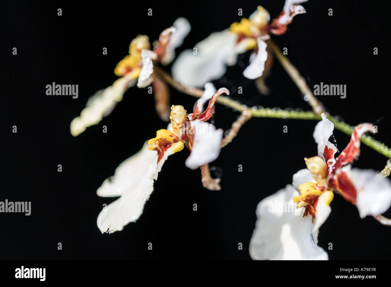 In der Nähe von weißen Orchideen Blumen auf schwarzem Hintergrund Stockfoto