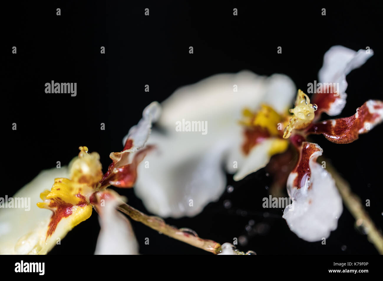 In der Nähe von weißen Orchideen Blumen auf schwarzem Hintergrund Stockfoto