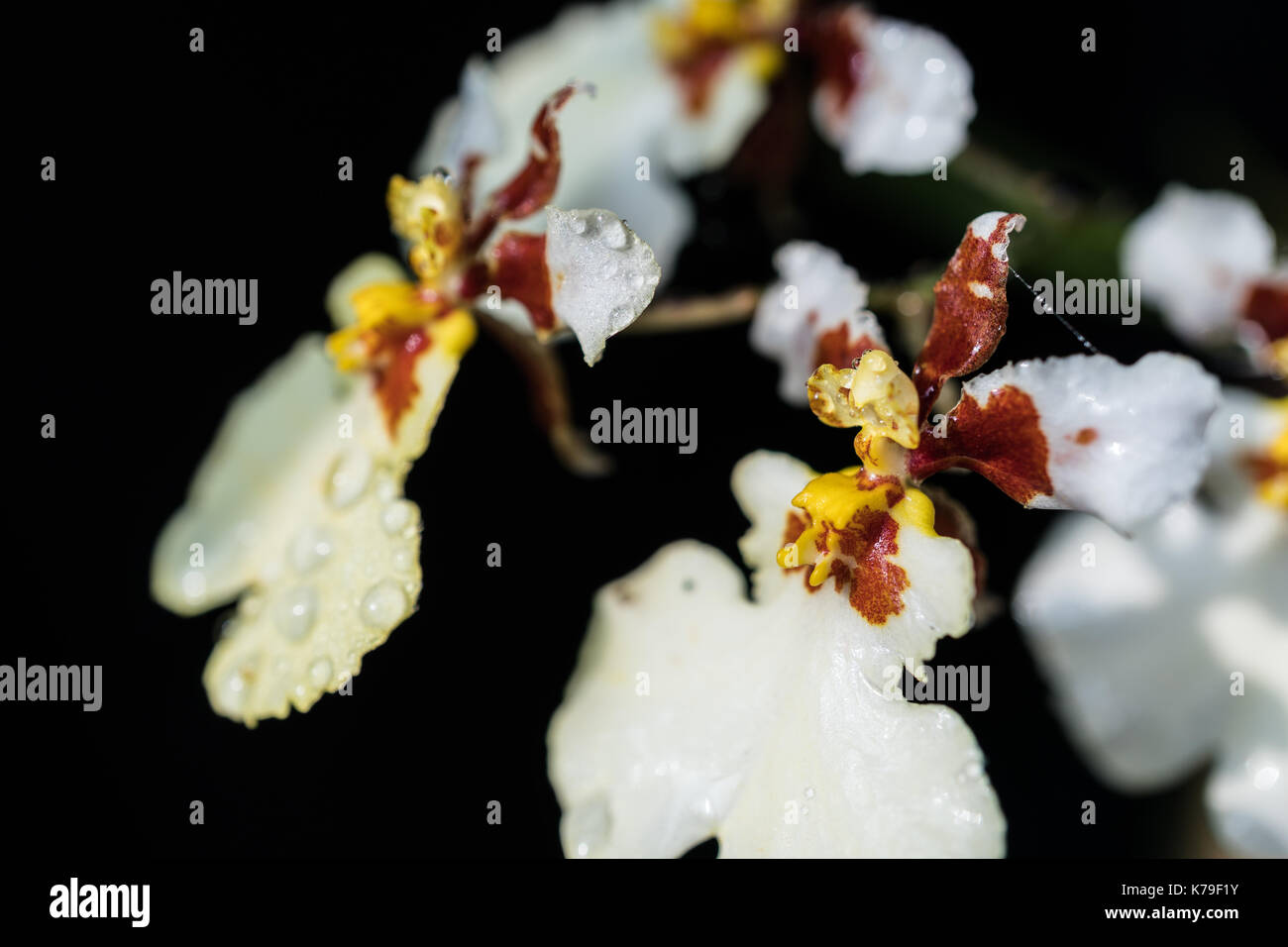 In der Nähe von weißen Orchideen Blumen auf schwarzem Hintergrund Stockfoto