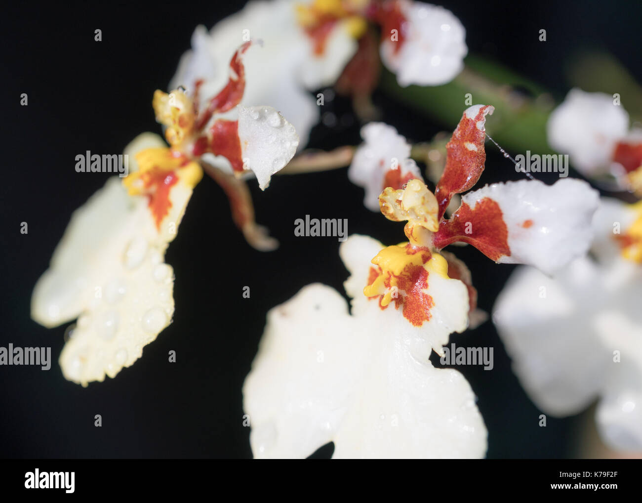 In der Nähe von weißen Orchideen Blumen auf schwarzem Hintergrund Stockfoto