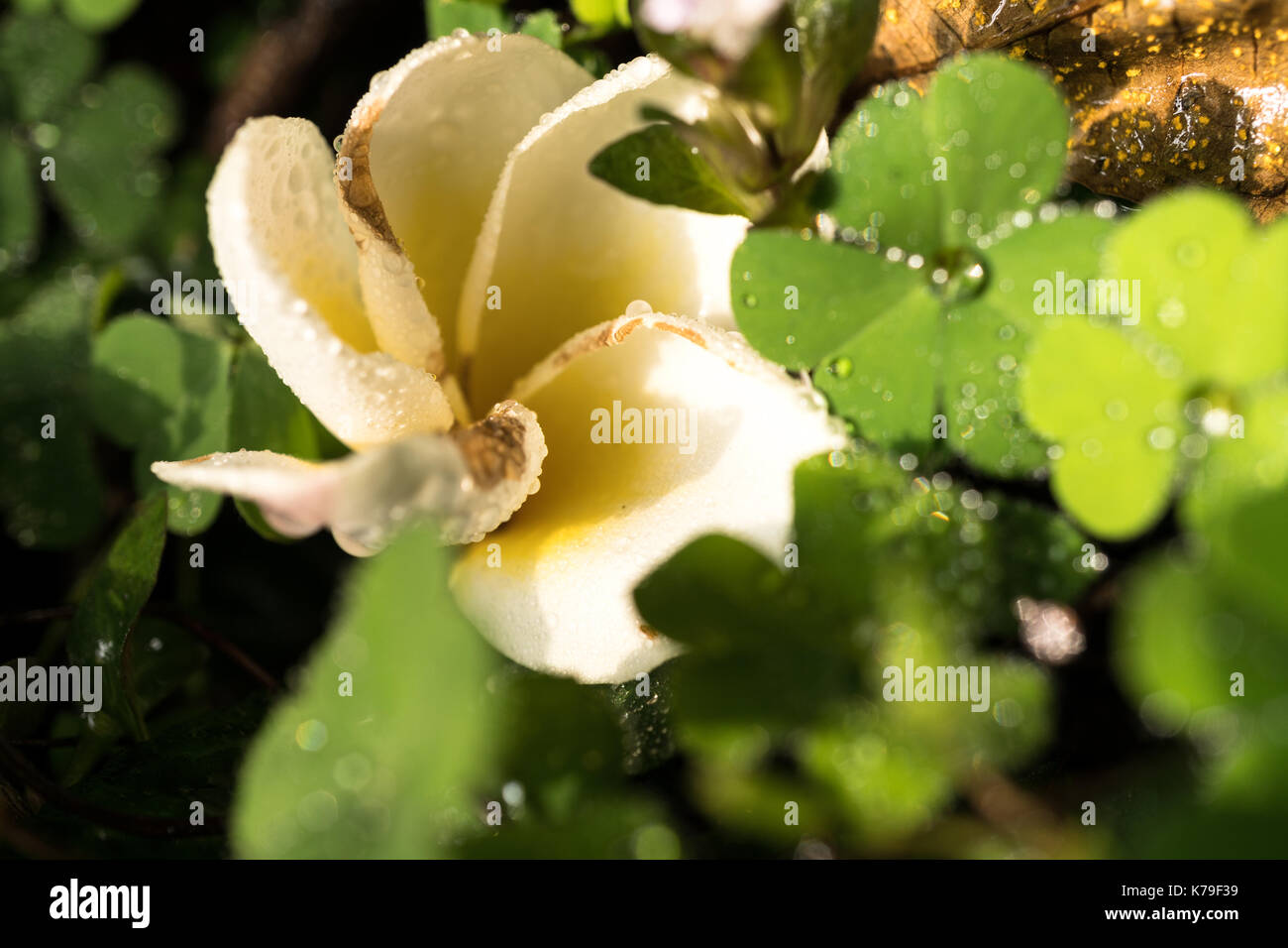 In der Nähe von weißen Blüten mit Tau und Anlagen Stockfoto
