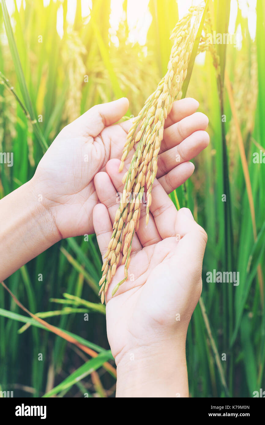 Landwirt berühren Ohr von Ohr zu Ohr von Paddy paddy oder von Hand in einer Reisfarm Stockfoto