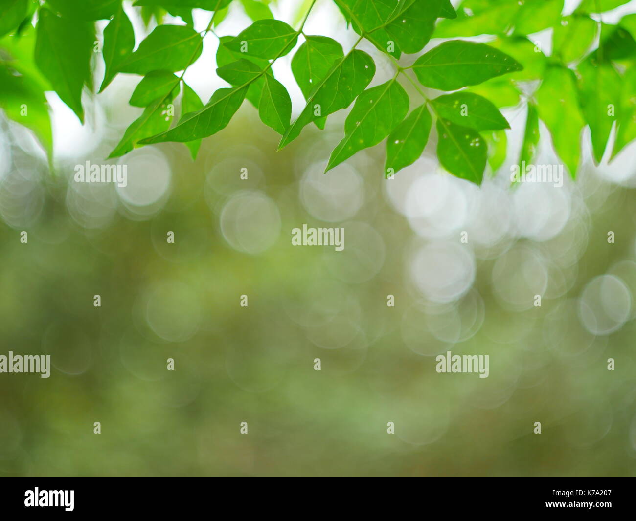 Grüne Natur abstrakt Hintergrund vom Blatt Wind weht in Wald, Grün bokeh unscharf Hintergrund aus der Natur Wald Stockfoto