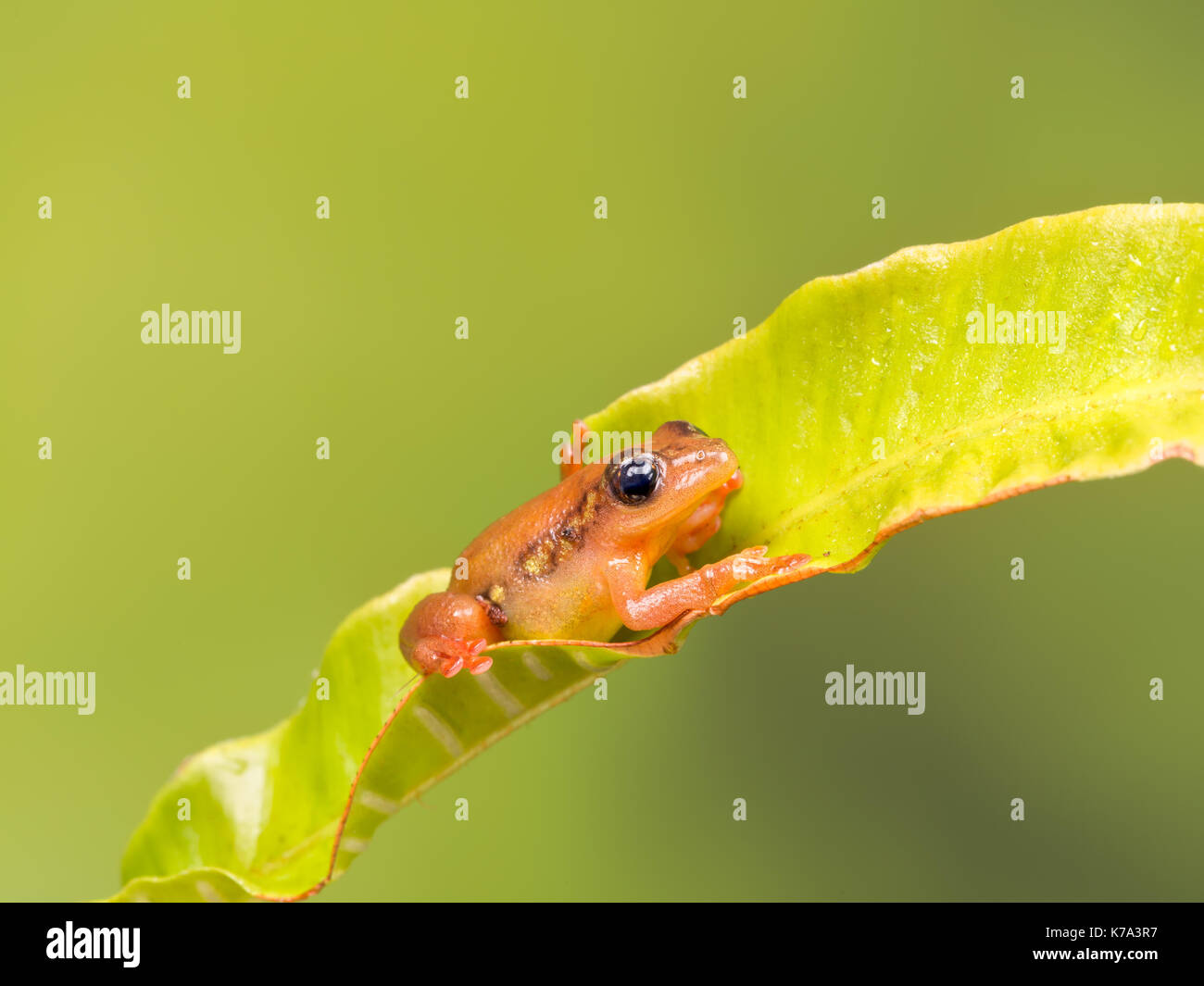 Helles orange golden Segge Frosch sitzt auf einem grünen Blatt Stockfoto