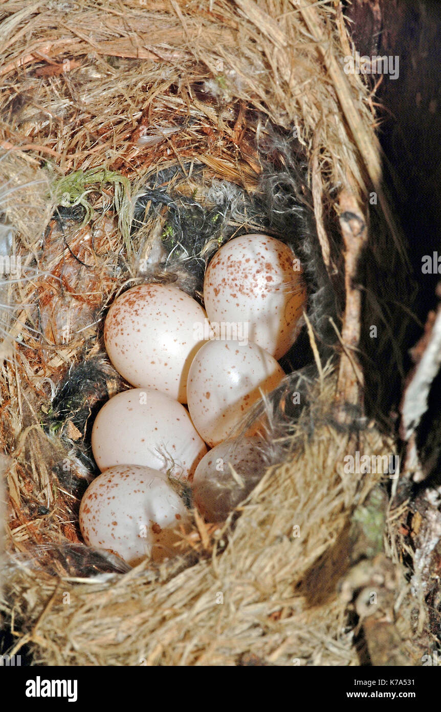 Treecreeper (Certhia familiaris) Eier im Nest Stockfoto