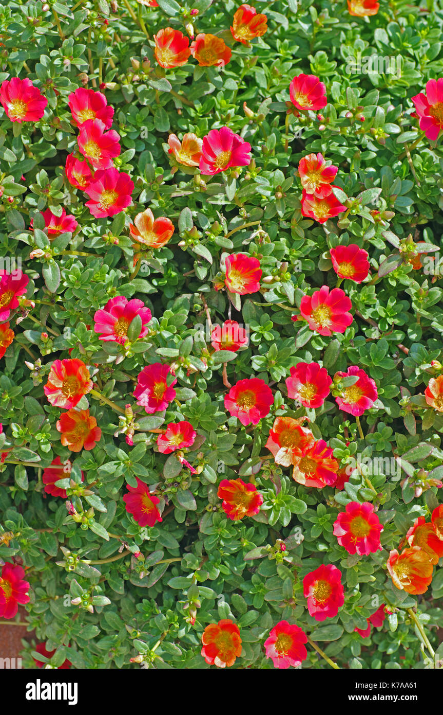 Portulaca grandiflora, die Moss Rose oder Rose Moos, aus Südamerika